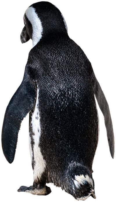 pinguin-von-mauro-tandoi